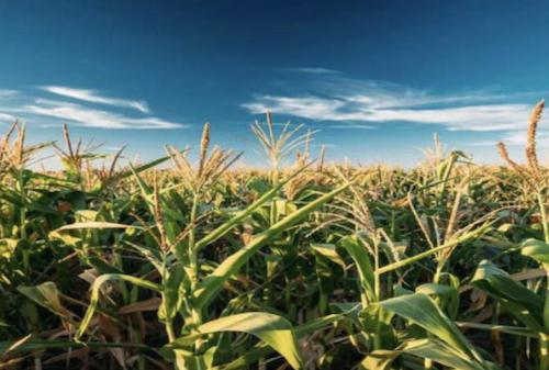 氯化锌在农业中的应用